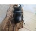 画像3: 新成虫☆能勢YG血統☆国産オオクワガタ♂79ミリ♀－A´51ミリペア販売！！ (3)