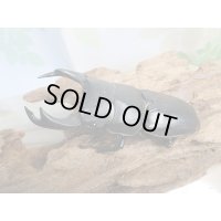 新成虫☆某有名血統☆国産オオクワガタ♂78ミリ♀49ミリペア販売！！