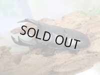 新成虫☆某有名血統☆国産オオクワガタ♂78ミリ♀49ミリペア販売！！