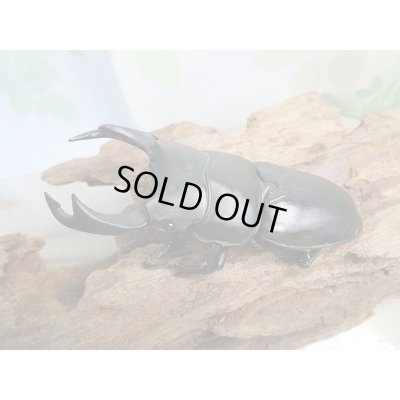 画像1: 新成虫☆某有名血統☆国産オオクワガタ♂78ミリ♀49ミリペア販売！！