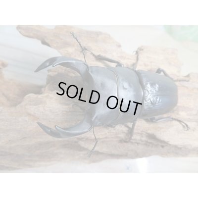 画像2: 新成虫☆能勢YG血統☆国産オオクワガタ♂78ミリ♀48ミリペア販売！！