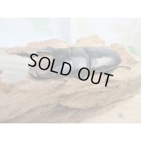 新成虫☆某有名血統☆国産オオクワガタ♂79ミリ♀51ミリペア販売！！