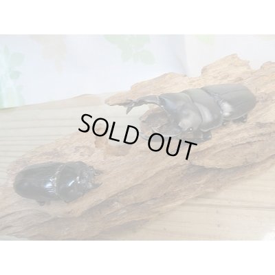 画像5: 新成虫☆某有名血統☆国産オオクワガタ♂79ミリ♀51ミリペア販売！！