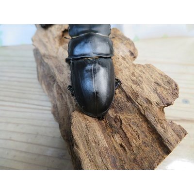 画像3: 新成虫☆某有名血統☆国産オオクワガタ♂78ミリ♀49ミリペア販売！！