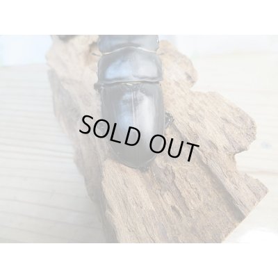 画像3: 新成虫☆某有名血統☆国産オオクワガタ♂78ミリ♀49ミリペア販売！！