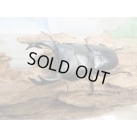 新成虫☆能勢YG血統☆国産オオクワガタ♂78ミリ♀48ミリペア販売！！