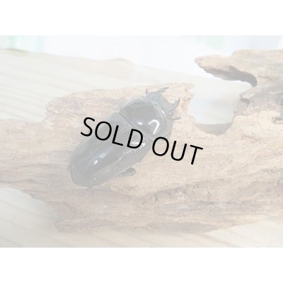 画像4: 新成虫☆某有名血統☆国産オオクワガタ♂78ミリ♀49ミリペア販売！！