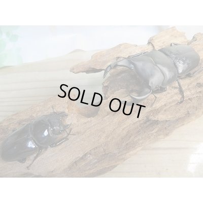 画像5: 新成虫☆能勢YG血統☆国産オオクワガタ♂78ミリ♀48ミリペア販売！！