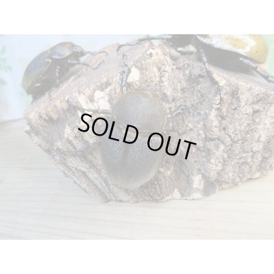 画像5: ☆新成虫☆D.H.リッキー♂110ミリ♀63ミリペア+♀59ミリ計3頭トリオ販売!!