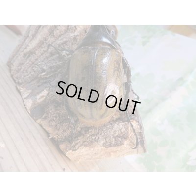 画像3: ☆新成虫☆D.H.ヘラクレス♂108ミリ♀60ミリ前後ペア販売！！