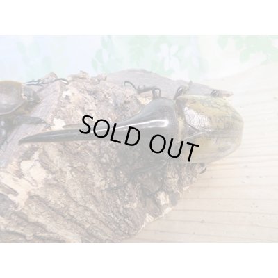 画像2: ☆新成虫☆D.H.ヘラクレス♂108ミリ♀60ミリ前後ペア販売！！
