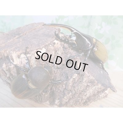 画像5: ☆新成虫☆D.H.ヘラクレス♂107ミリ♀60ミリ前後ペア販売！！