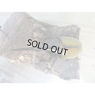 画像2: ☆新成虫☆D.H.ヘラクレス♂107ミリ♀60ミリ前後ペア販売！！