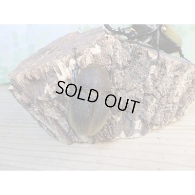 画像4: ☆新成虫☆D.H.ヘラクレス♂107ミリ♀60ミリ前後ペア販売！！