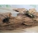 画像5: ☆24年種親用☆ウェムケンミヤマクワガタ♂47ミリ♀35ミリペア販売！！ (5)