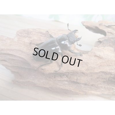 画像4: ☆24年種親用☆ミシュミミヤマクワガタ♂60ミリ♀44ミリペア販売！！