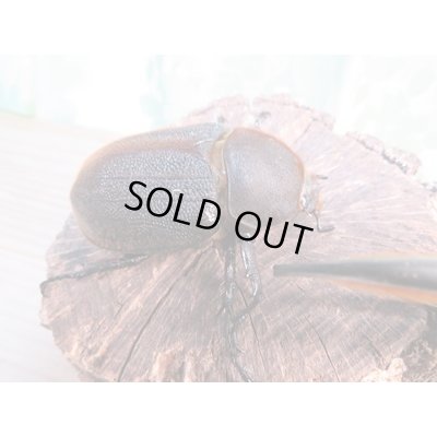 画像4: ☆新成虫☆D.H.エクアトリアヌス♂110ミリ♀67ミリペア＋♀63ミリ計3頭トリオ販売！！