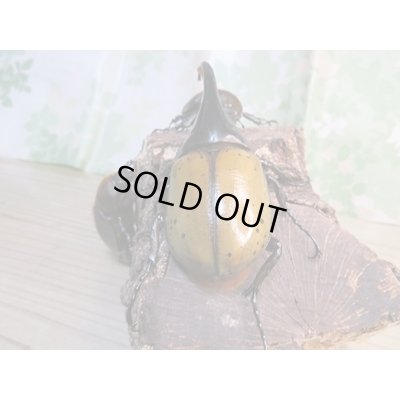 画像3: ☆新成虫☆D.H.エクアトリアヌス♂110ミリ♀67ミリペア＋♀63ミリ計3頭トリオ販売！！