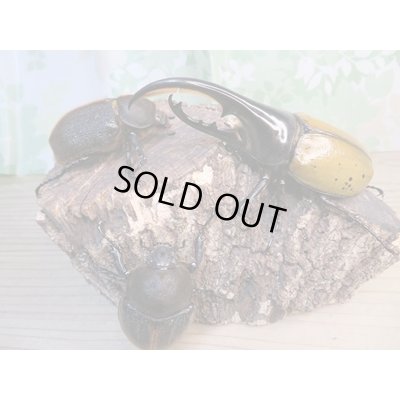 画像6: ☆新成虫☆D.H.エクアトリアヌス♂110ミリ♀67ミリペア＋♀63ミリ計3頭トリオ販売！！