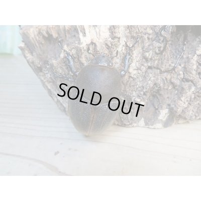 画像5: ☆新成虫☆D.H.エクアトリアヌス♂110ミリ♀67ミリペア＋♀63ミリ計3頭トリオ販売！！