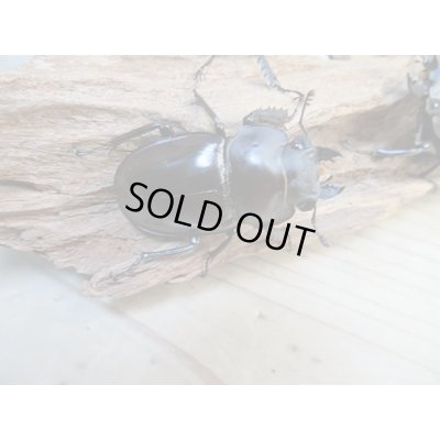 画像5: ☆新成虫☆ヤエヤママルバネクワガタ♂50ミリ〜51ミリ♀43ミリ全2ペア販売!!