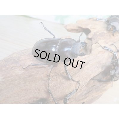 画像4: ☆新成虫☆ヤエヤママルバネクワガタ♂50ミリ〜51ミリ♀43ミリ全2ペア販売!!