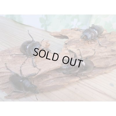 画像6: ☆新成虫☆ヤエヤママルバネクワガタ♂50ミリ〜51ミリ♀43ミリ全2ペア販売!!