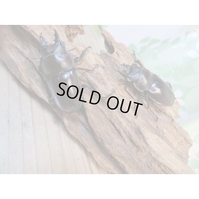 画像3: ☆新成虫☆ヤエヤママルバネクワガタ♂50ミリ〜51ミリ♀43ミリ全2ペア販売!!