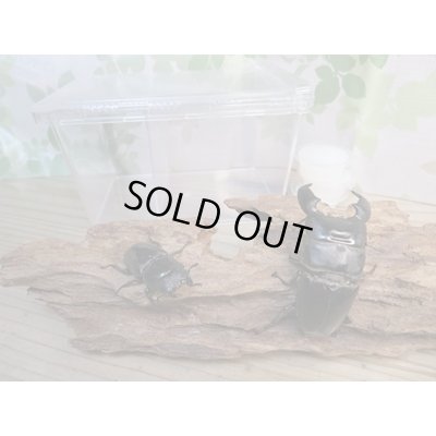 画像3: ⭐ウィンターセール⭐新成虫！スマトラオオヒラタクワガタ♂65ミリ〜80ミリ♀40ミリ〜45ミリペア販売！！