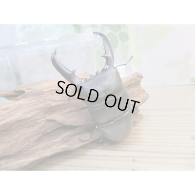 画像1: ⭐ウィンターセール⭐新成虫！パラワンオオヒラタクワガタ♂85ミリ〜90ミリ♀45ミリ〜50ミリペア販売！！