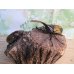 画像5: ☆新成虫☆D.H.ヘラクレス♂108ミリ♀フリーサイズ別血統ペア販売！！ (5)