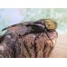 画像1: ☆新成虫☆D.H.ヘラクレス♂108ミリ♀フリーサイズ別血統ペア販売！！ (1)