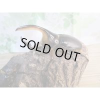 ☆大型新成虫☆サタンオオカブト♂98ミリ♀フリーサイズペア販売！！