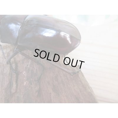 画像4: 大型血統☆新成虫☆フォルスターフタマタクワガタ(亜種ニシ)♂ーA´86ミリ♀48.8ミリペア販売!!