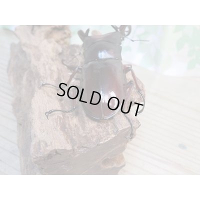 画像3: 大型血統☆新成虫☆フォルスターフタマタクワガタ(亜種ニシ)♂ーA´86ミリ♀48.8ミリペア販売!!