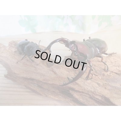 画像6: 大型血統☆新成虫☆フォルスターフタマタクワガタ(亜種ニシ)♂ーA´86ミリ♀48.8ミリペア販売!!