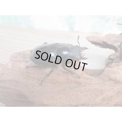 画像5: 大型血統☆新成虫☆フォルスターフタマタクワガタ(亜種ニシ)♂ーA´86ミリ♀48.8ミリペア販売!!