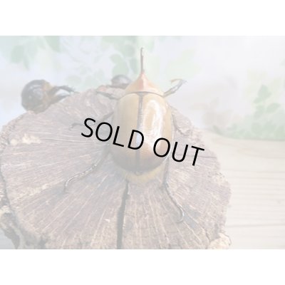 画像3: 新成虫!ゴロファ・ポルテリ(ノコギリタテツノカブト)♂51ミリ♀50ミリペア+♀45ミリトリオ販売!!