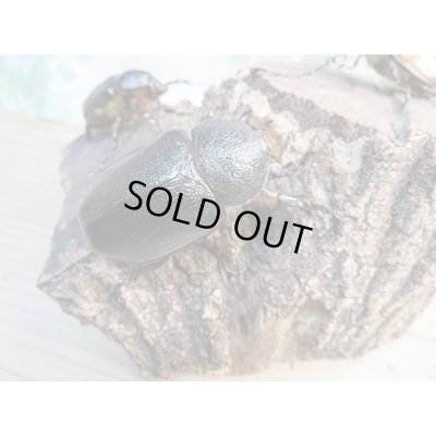 画像4: 新成虫!ゴロファ・ポルテリ(ノコギリタテツノカブト)♂51ミリ♀50ミリペア+♀45ミリトリオ販売!!