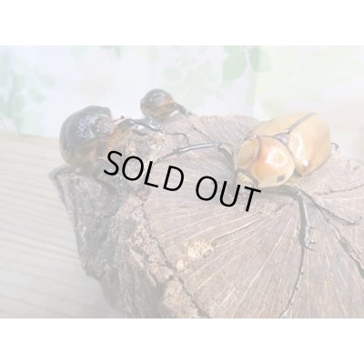 画像6: 新成虫!ゴロファ・ポルテリ(ノコギリタテツノカブト)♂51ミリ♀50ミリペア+♀45ミリトリオ販売!!