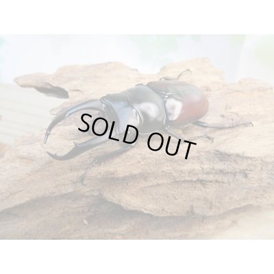 画像1: ☆新成虫☆ドンキエールコクワガタ（赤ドンキ）♂64ミリ♀35ミリ別血統ペア販売！！