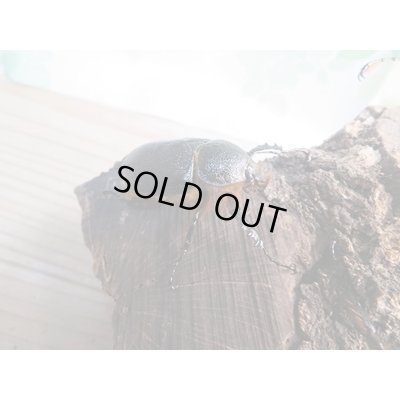 画像5: 新成虫!ゴロファ・ポルテリ(ノコギリタテツノカブト)♂51ミリ♀50ミリペア+♀45ミリトリオ販売!!