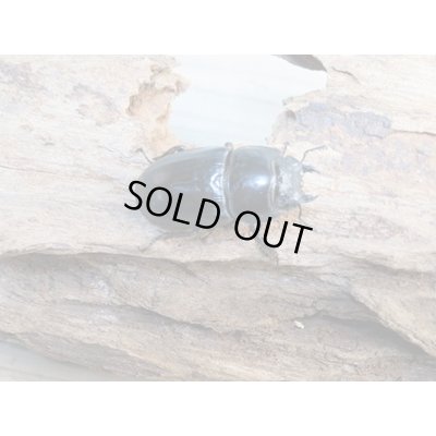 画像4: 新成虫☆WF2☆ユーリケファルスヒラタクワガタ♂64ミリ〜68ミリ♀フリーサイズペア販売!!