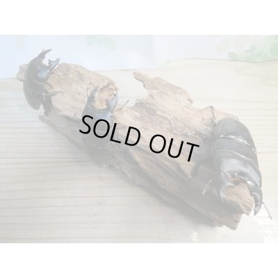 画像6: 新成虫☆WF2☆ユーリケファルスヒラタクワガタ♂64ミリ〜68ミリ♀フリーサイズペア販売!!