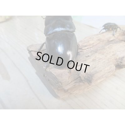 画像3: 新成虫☆WF2☆ユーリケファルスヒラタクワガタ♂64ミリ〜68ミリ♀フリーサイズペア販売!!