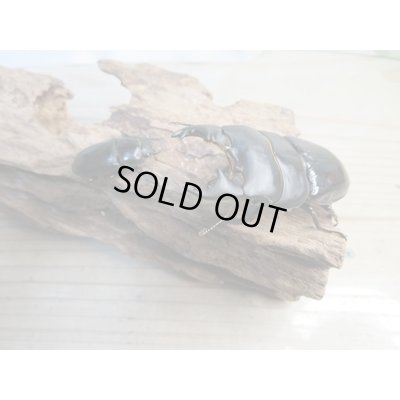 画像5: 新成虫☆WF2☆ユーリケファルスヒラタクワガタ♂64ミリ〜68ミリ♀フリーサイズペア販売!!