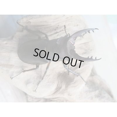 画像2: ☆入手困難種☆アマミミヤマクワガタ♂46ミリ♀31ミリペア販売！！