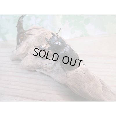 画像4: ☆入手困難種☆アマミミヤマクワガタ♂46ミリ♀31ミリペア販売！！
