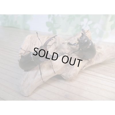画像5: ☆入手困難種☆アマミミヤマクワガタ♂46ミリ♀31ミリペア販売！！