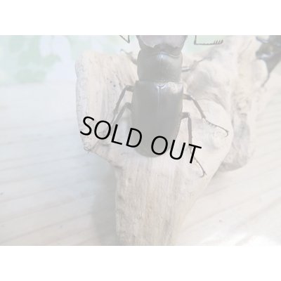 画像3: ☆入手困難種☆アマミミヤマクワガタ♂46ミリ♀31ミリペア販売！！